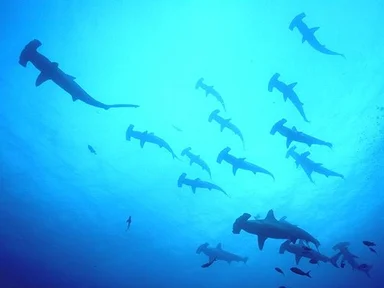Free Stock Photo: Hammerhead sharks swimming in the ocean