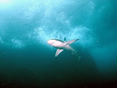 Free Stock Photo: A shark swimming in the ocean