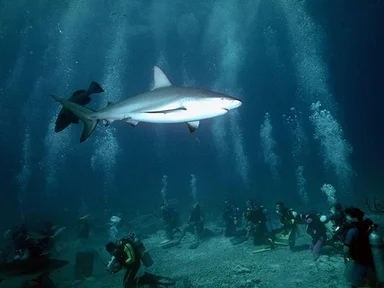 Free Stock Photo: Sharks swimming in the ocean by a group of scuba divers