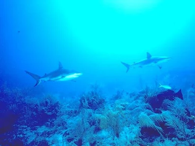 Free Stock Photo: Sharks swimming in the ocean