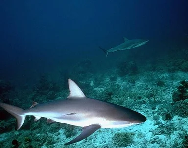 Free Stock Photo: Sharks swimming in the ocean