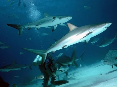 Free Stock Photo: Sharks swimming by a scuba diver in the ocean