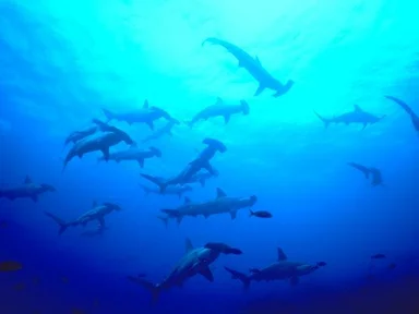 Free Stock Photo: Hammerhead sharks swimming in the ocean