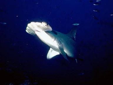 Free Stock Photo: Hammerhead sharks swimming in the ocean