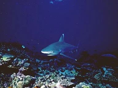Free Stock Photo: A shark swimming in the ocean