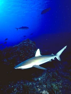 Free Stock Photo: Sharks swimming in the ocean