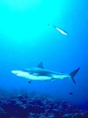 Free Stock Photo: A shark swimming in the ocean