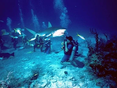 Free Stock Photo: Sharks swimming in the ocean by a group of scuba divers