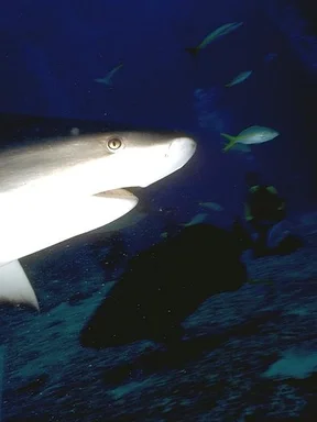 Free Stock Photo: Close-up of a shark in the ocean