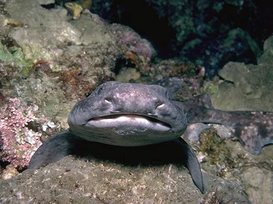 Free Stock Photo: Close-up of a shark in the ocean