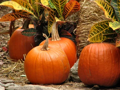Free Stock Photo: Pumkins and straw