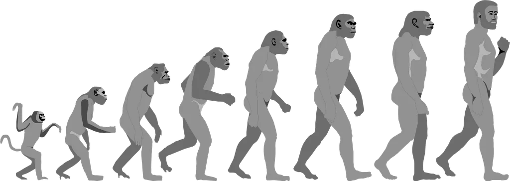 Illustration of an evolution progression : Free Stock Photo