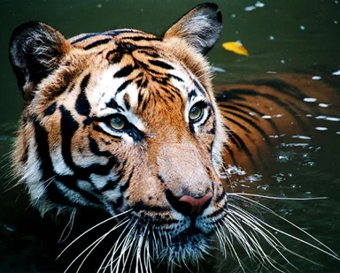 Free Stock Photo: Close-up of a tiger in the water