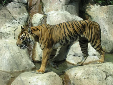 Free Stock Photo: A sumatran tiger walking across rocks