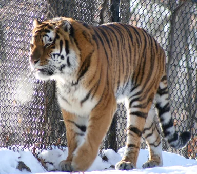 Free Stock Photo: A Siberian tiger walking by a fence in the snow