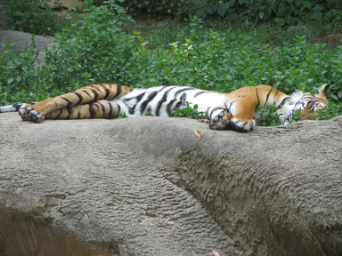 Free Stock Photo: An Indo-Chinese tiger sleeping on a rock