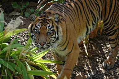 Free Stock Photo: A Sumatran tiger in the jungle