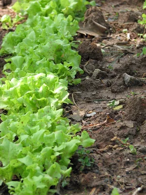 Free Stock Photo: Food growing in a garden