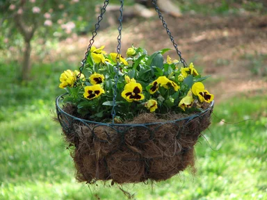 Free Stock Photo: Yellow flowers in a hanging basket