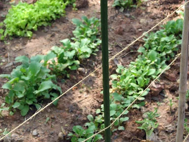 Free Stock Photo: Food growing in a garden