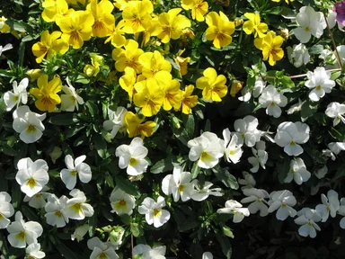 Free Stock Photo: Small yellow and white flowers