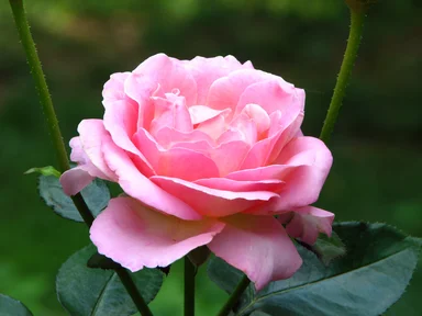 Free Stock Photo: Close-up of a pink rose