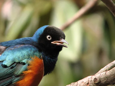 Free Stock Photo: Closeup of a colorful bird