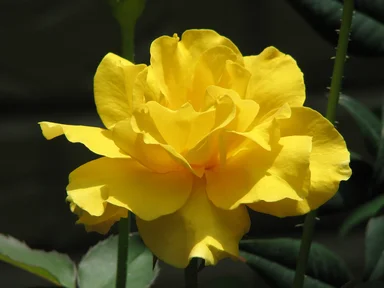 Free Stock Photo: A yellow rose
