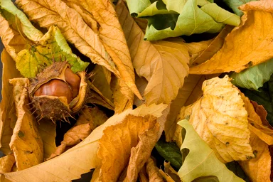 Free Stock Photo: Close-up of a chestnut
