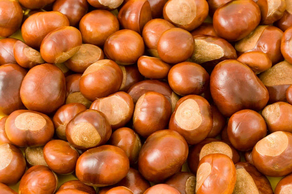 Close-up of a pile of chestnuts : Free Stock Photo
