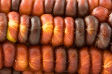 Free Stock Photo: Close-up of red corn