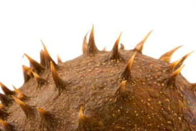 Free Stock Photo: Close-up of a chestnut shell