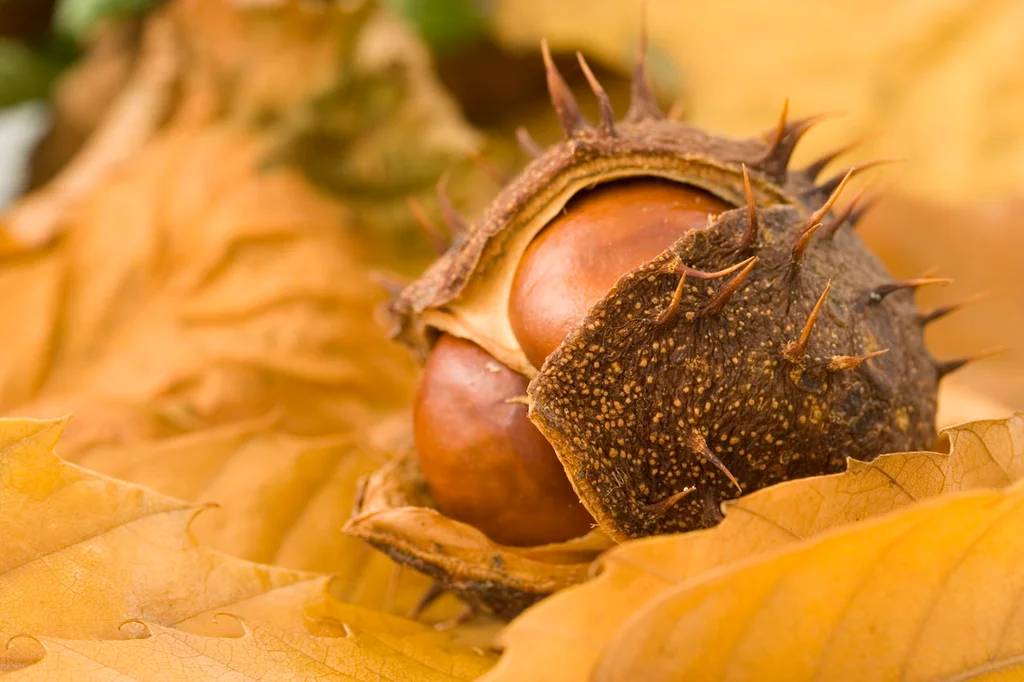 Close-up of a chestnut : Free Stock Photo