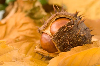 Free Stock Photo: Close-up of a chestnut