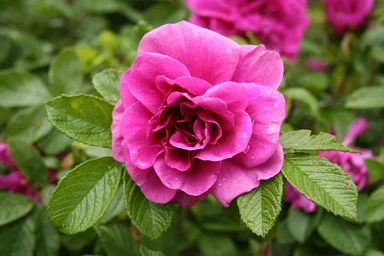 Free Stock Photo: A purple rose on a bush