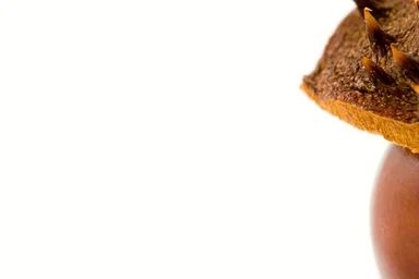 Free Stock Photo: Close-up of a chestnut