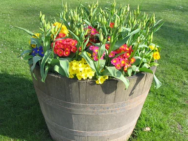 Free Stock Photo: Flowers in a flower pot on the grass