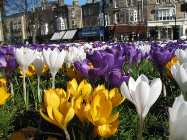 Free Stock Photo: Crocuses in a park