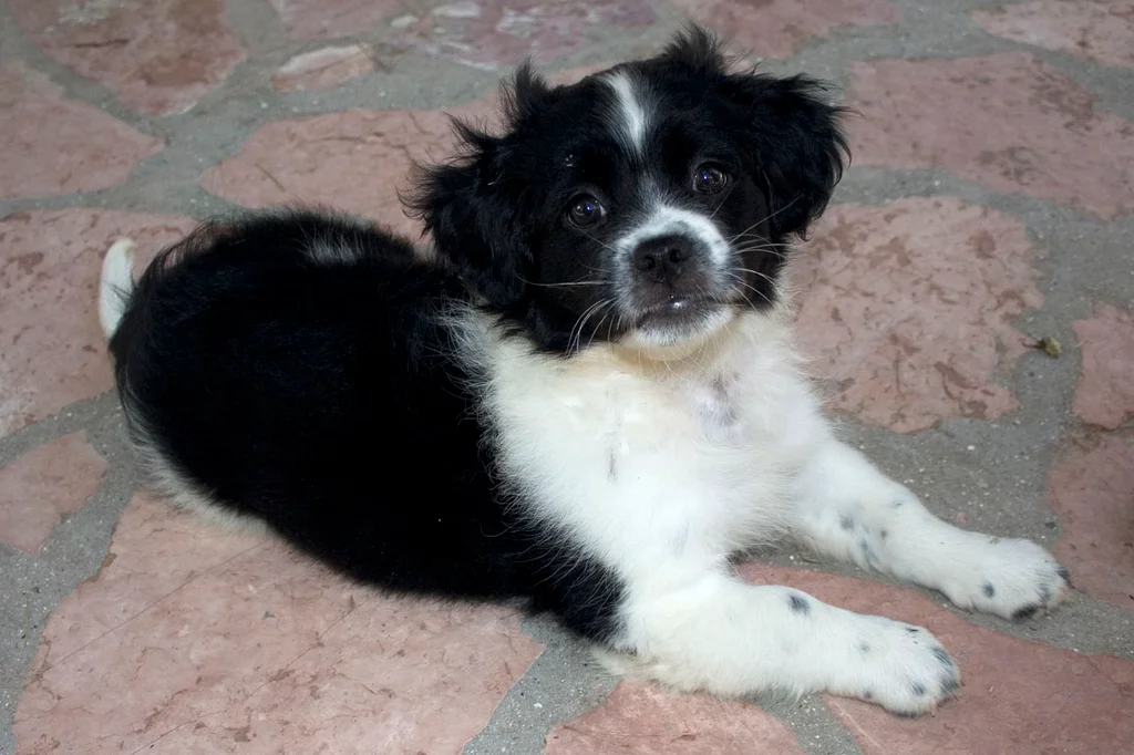 A black and white dog : Free Stock Photo