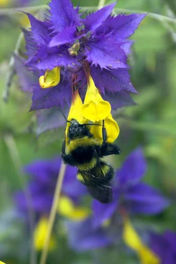 Free Stock Photo: A bee on a blue and yellow flower