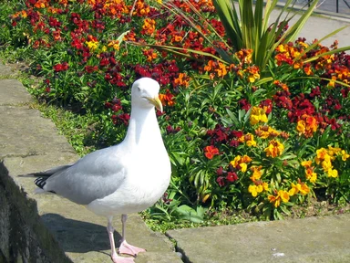 Free Stock Photo: A sea gull standing by flowers