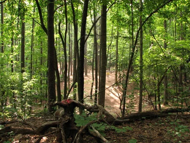 Free Stock Photo: A thick forest