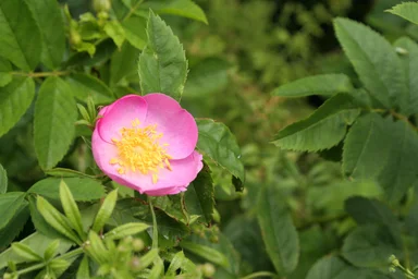 Free Stock Photo: A wild pink rose