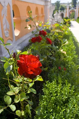 Free Stock Photo: Red roses growing in a garden