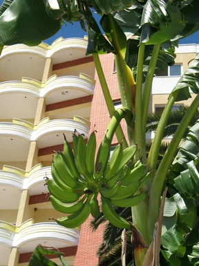 Free Stock Photo: Bananas growin in a tree by a resort