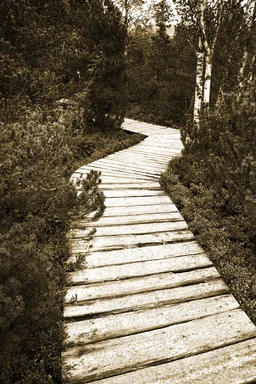 Free Stock Photo: A wooden path in the woods