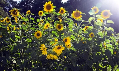 Free Stock Photo: A large patch of sunflowers