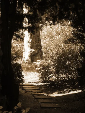 Free Stock Photo: Exit of a nature tunnel in the woods