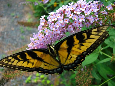 Free Stock Photo: Closeup of a yellow butterfly