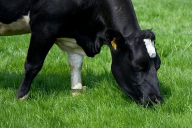 Free Stock Photo: A black and white cow in a field